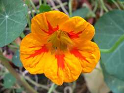 Image of Garden Nasturtium