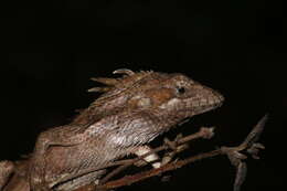 Image of Horsfield's Spiny Lizard