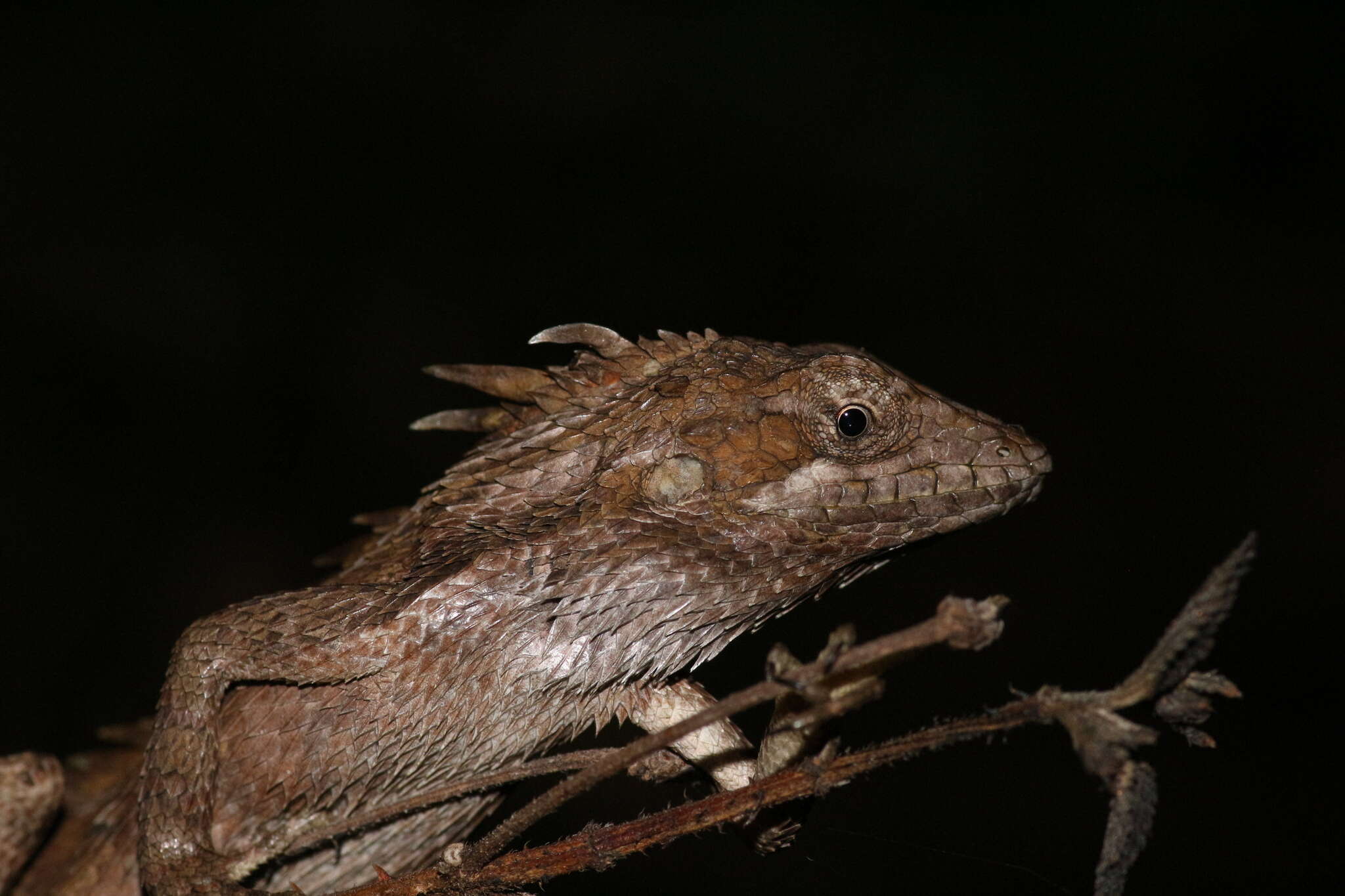 Image of Horsfield's Spiny Lizard