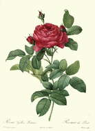 Image of French rose