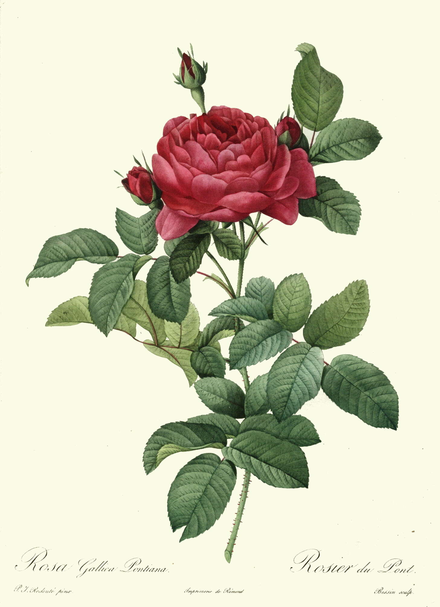 Image of French rose