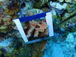 Image of Tube Coral