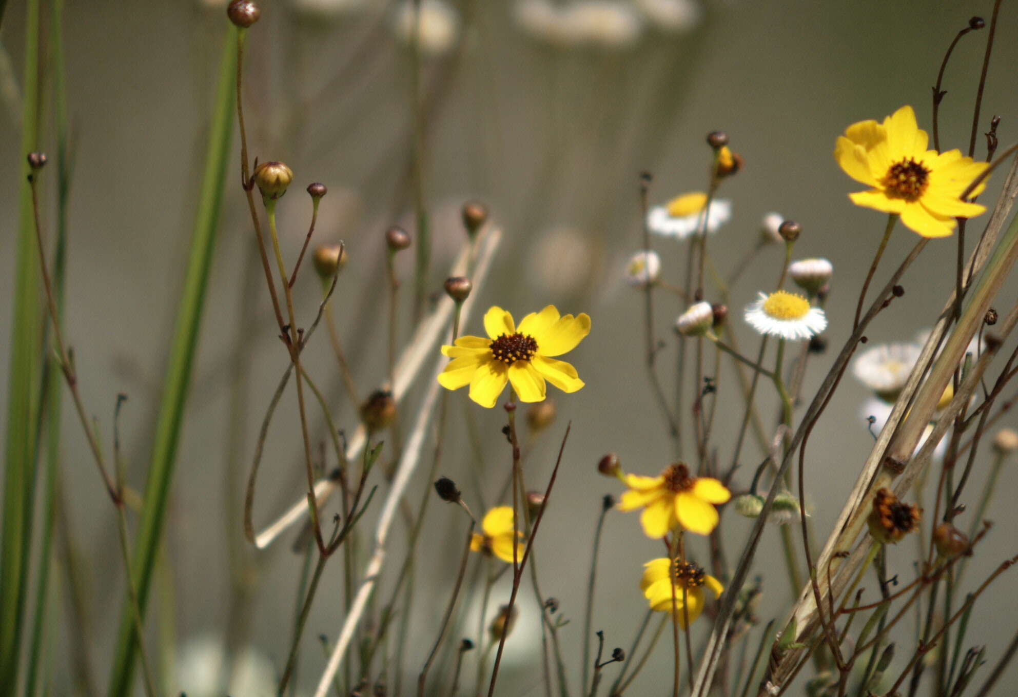 Image of cucumberleaf sunflower