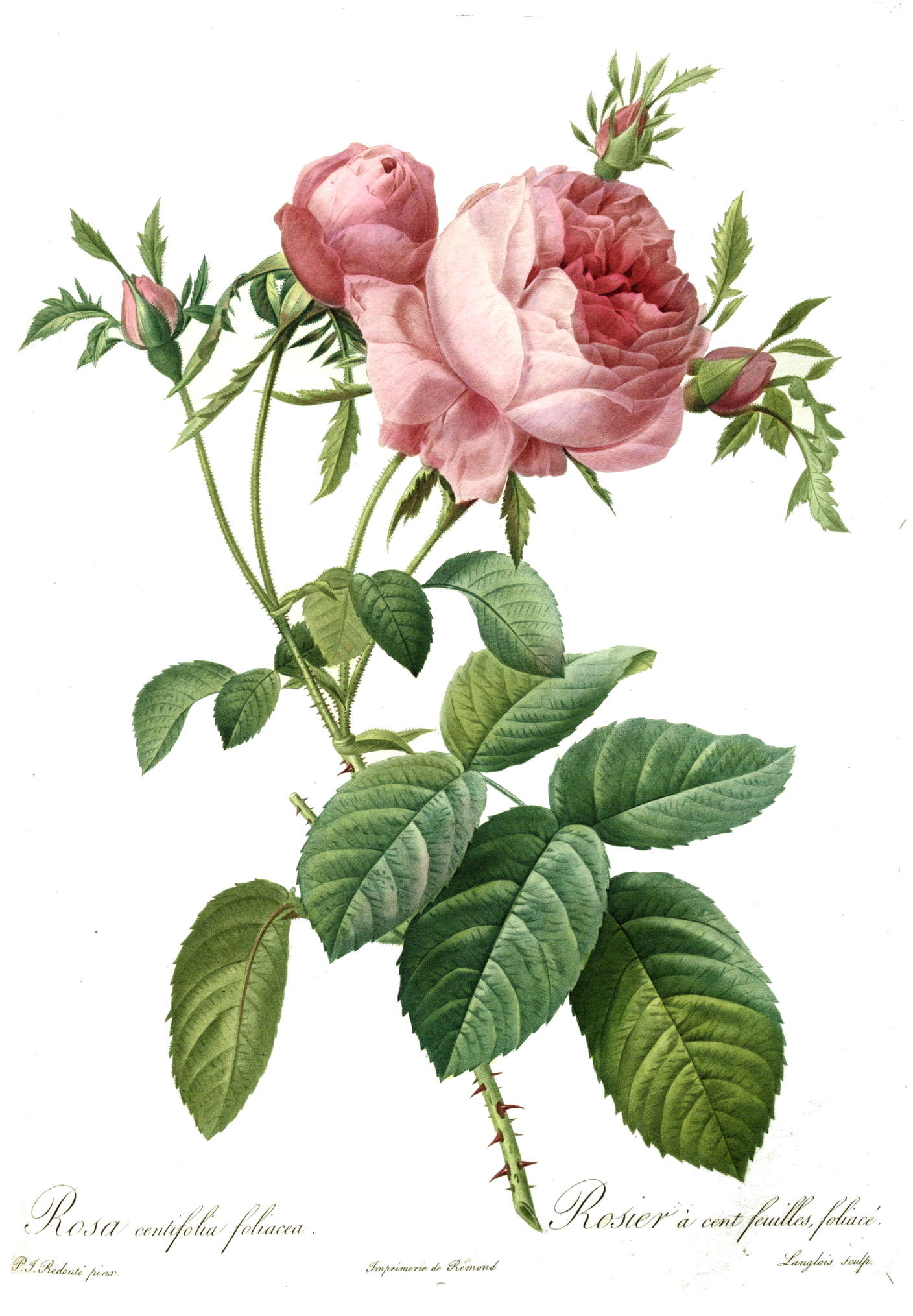 Plancia ëd Rosa centifolia L.