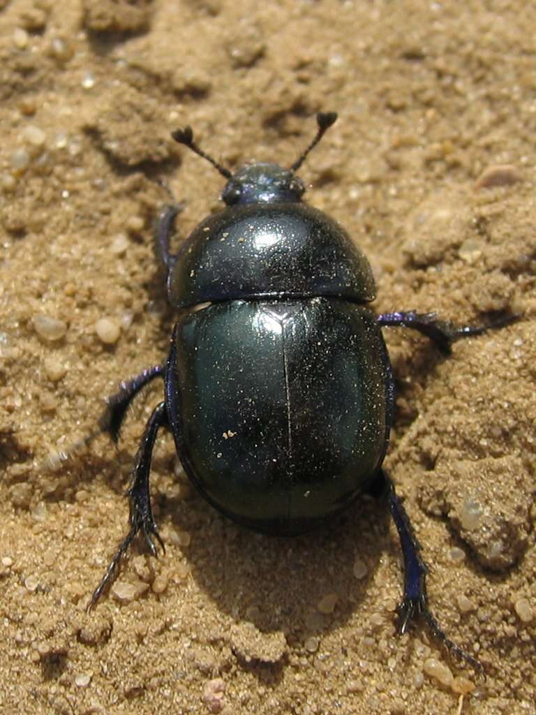 Слика од Geotrupes stercorarius (Linnaeus 1758)