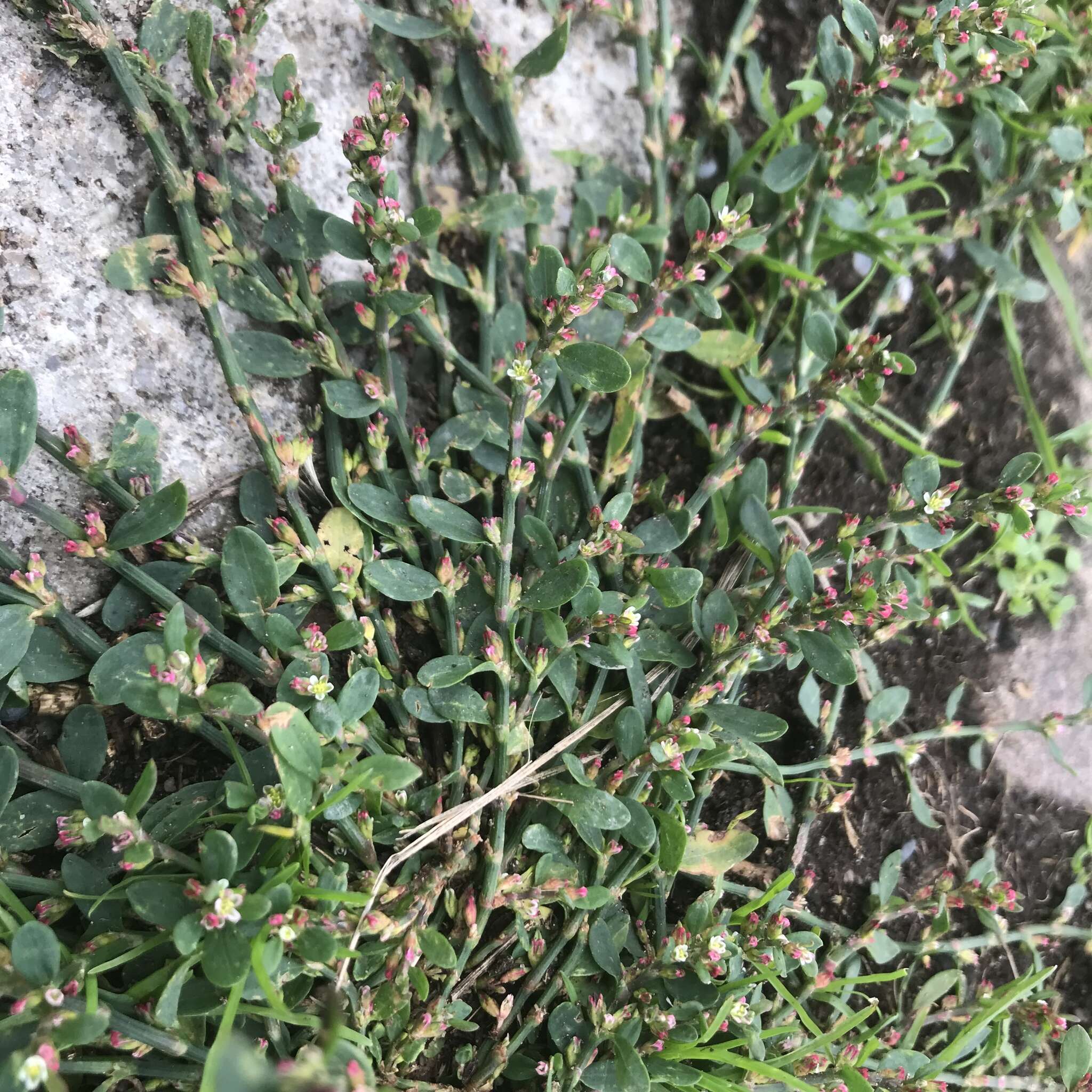 Polygonum arenastrum Boreau resmi