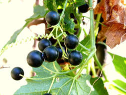 Image of white bryony