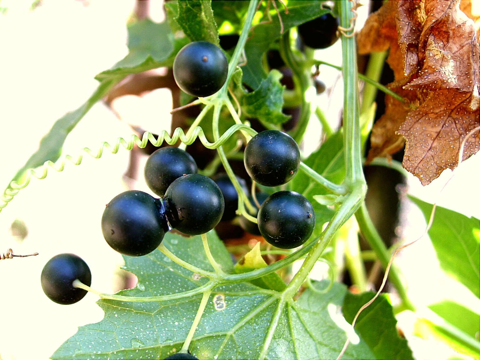 Image of white bryony