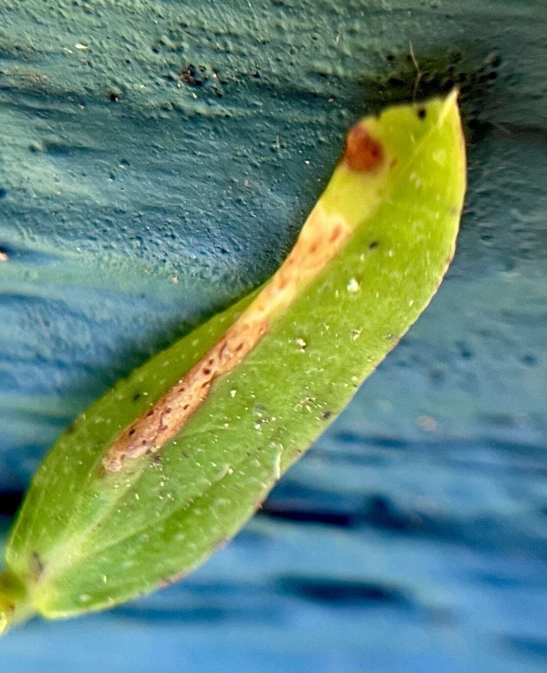 Image of Caloptilia hypericella (Braun 1918)