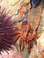 Image of California Spiny Lobster