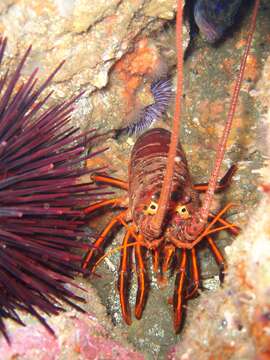 Image of California Spiny Lobster