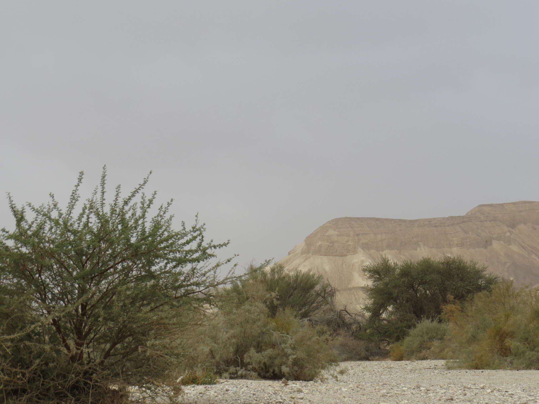 Plancia ëd Acacia pachyceras