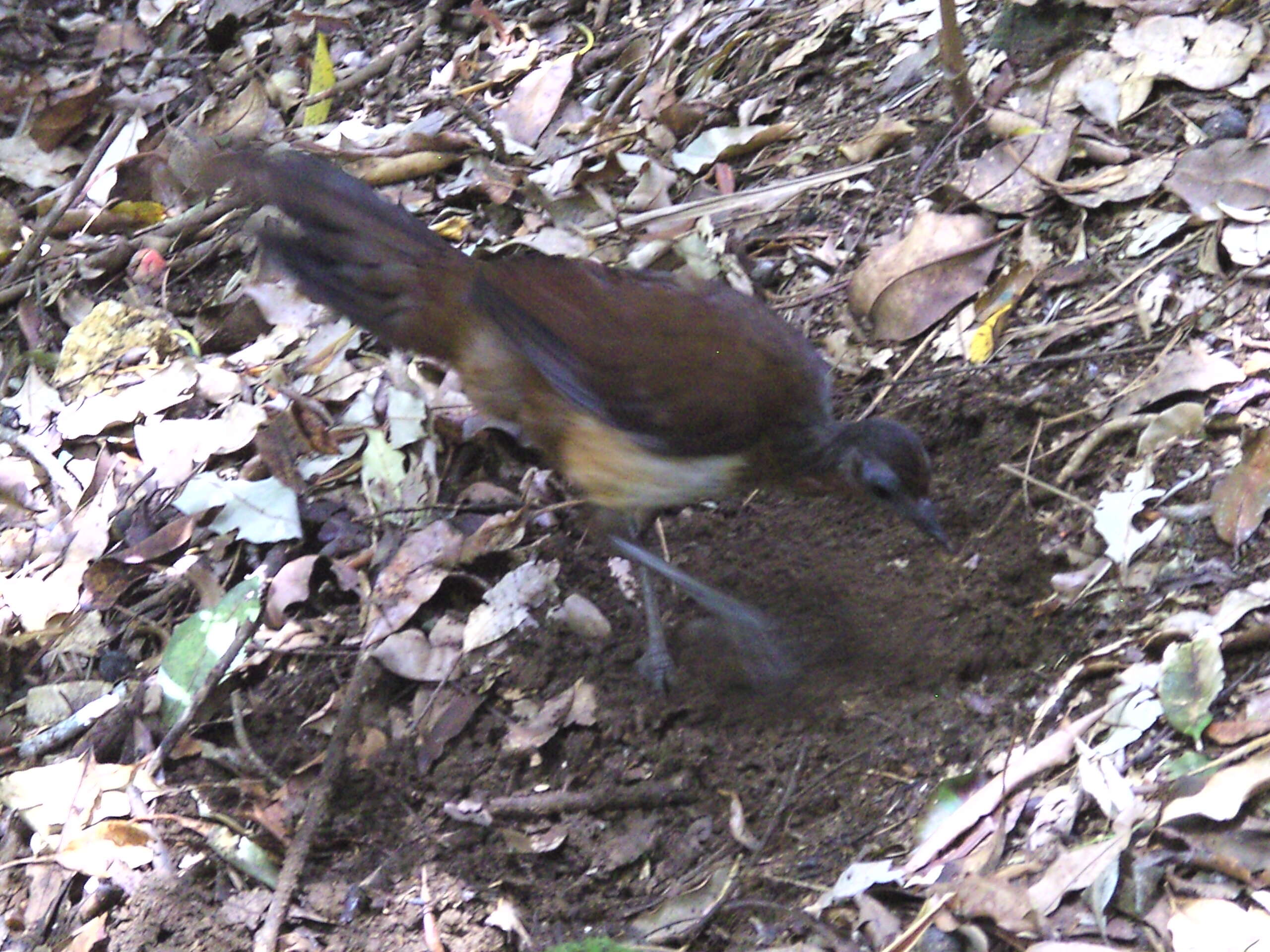 Image of Albert's Lyrebird