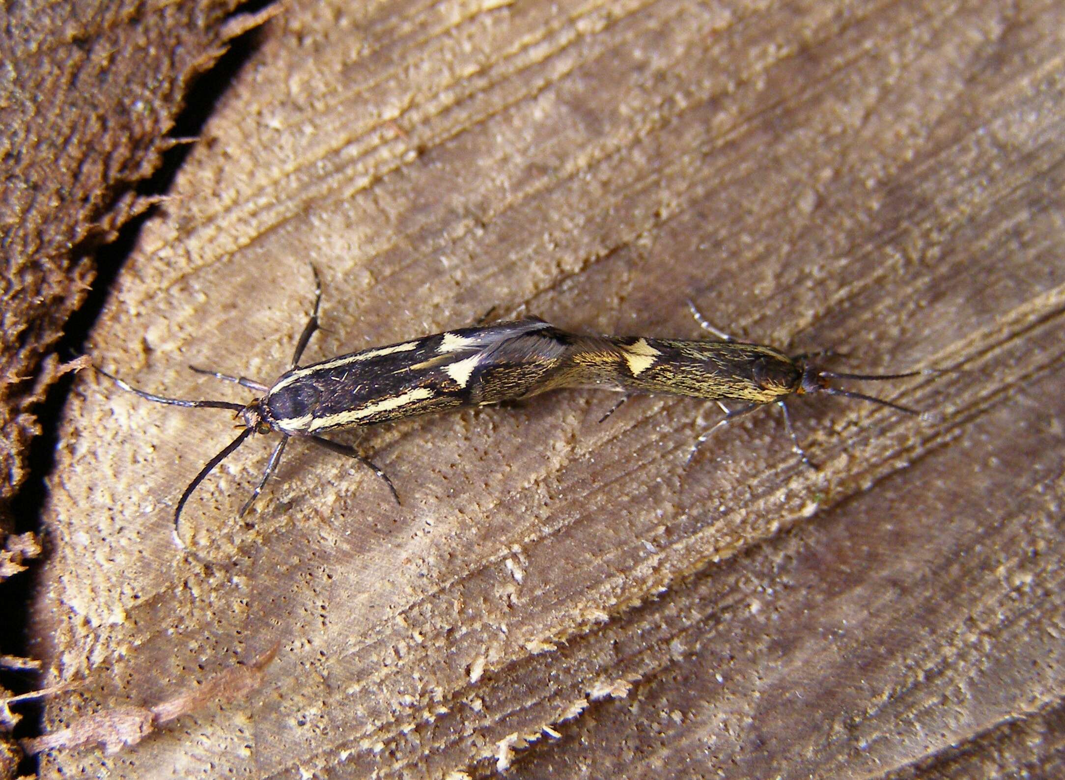 Image of Esperia sulphurella