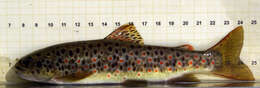 Image of Brown Trout