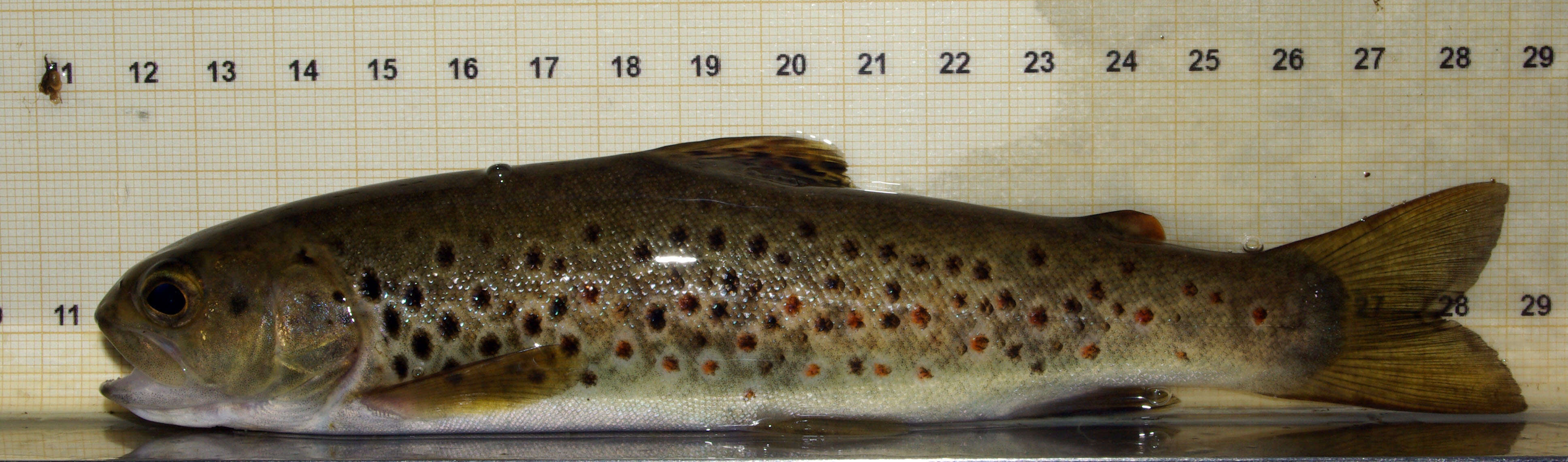 Image of Brown Trout