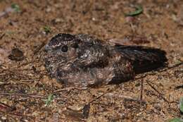 Image of Blackish Nightjar