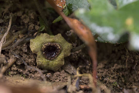 Image of Asarum macranthum Hook. fil.