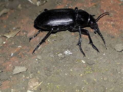 Слика од Calosoma (Castrida) vagans Dejean 1831