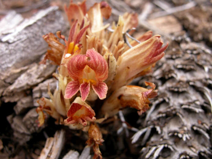 Imagem de Aphyllon californicum subsp. californicum