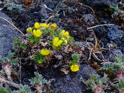 Image de Potentilla elegans Cham. & Schltdl.