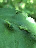 Imagem de Blaesodiplosis crataegifolia (Felt 1907)