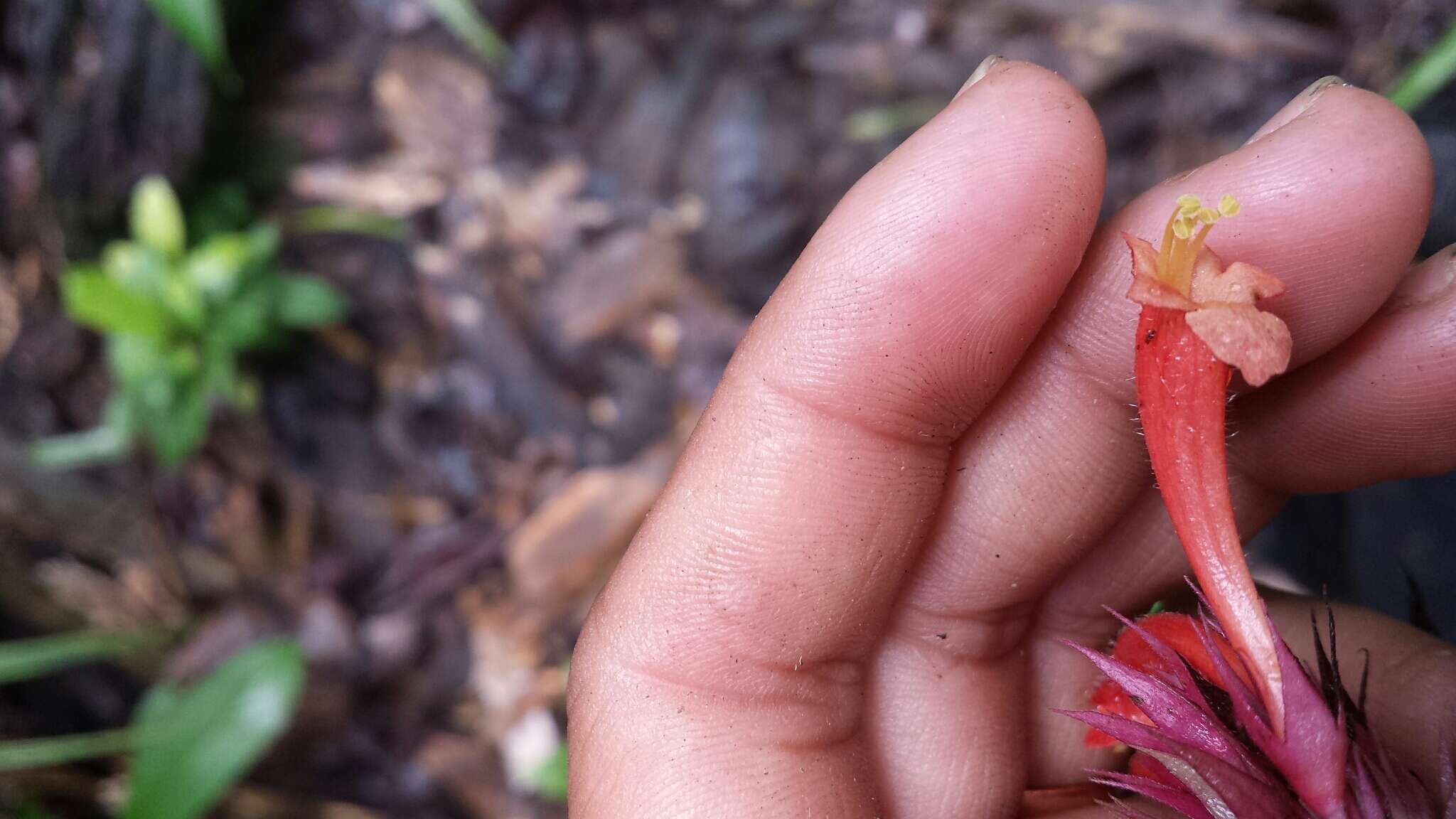 Image of Vitex cauliflora Moldenke