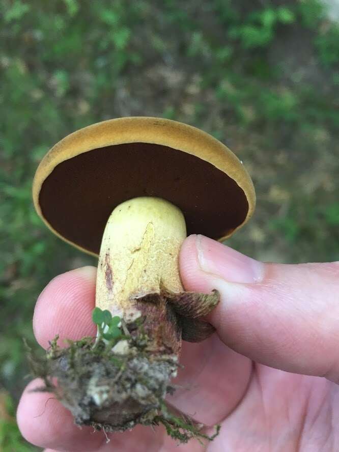 Boletus vermiculosoides A. H. Sm. & Thiers 1971的圖片