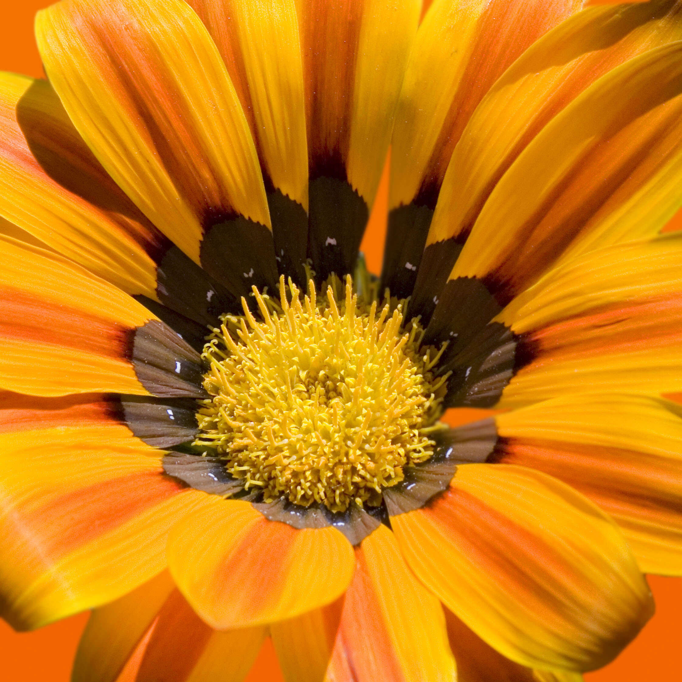 Image of treasure-flower