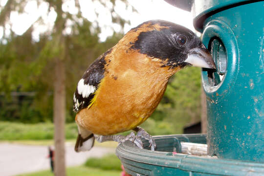 Image of Black-headed Grosbeak