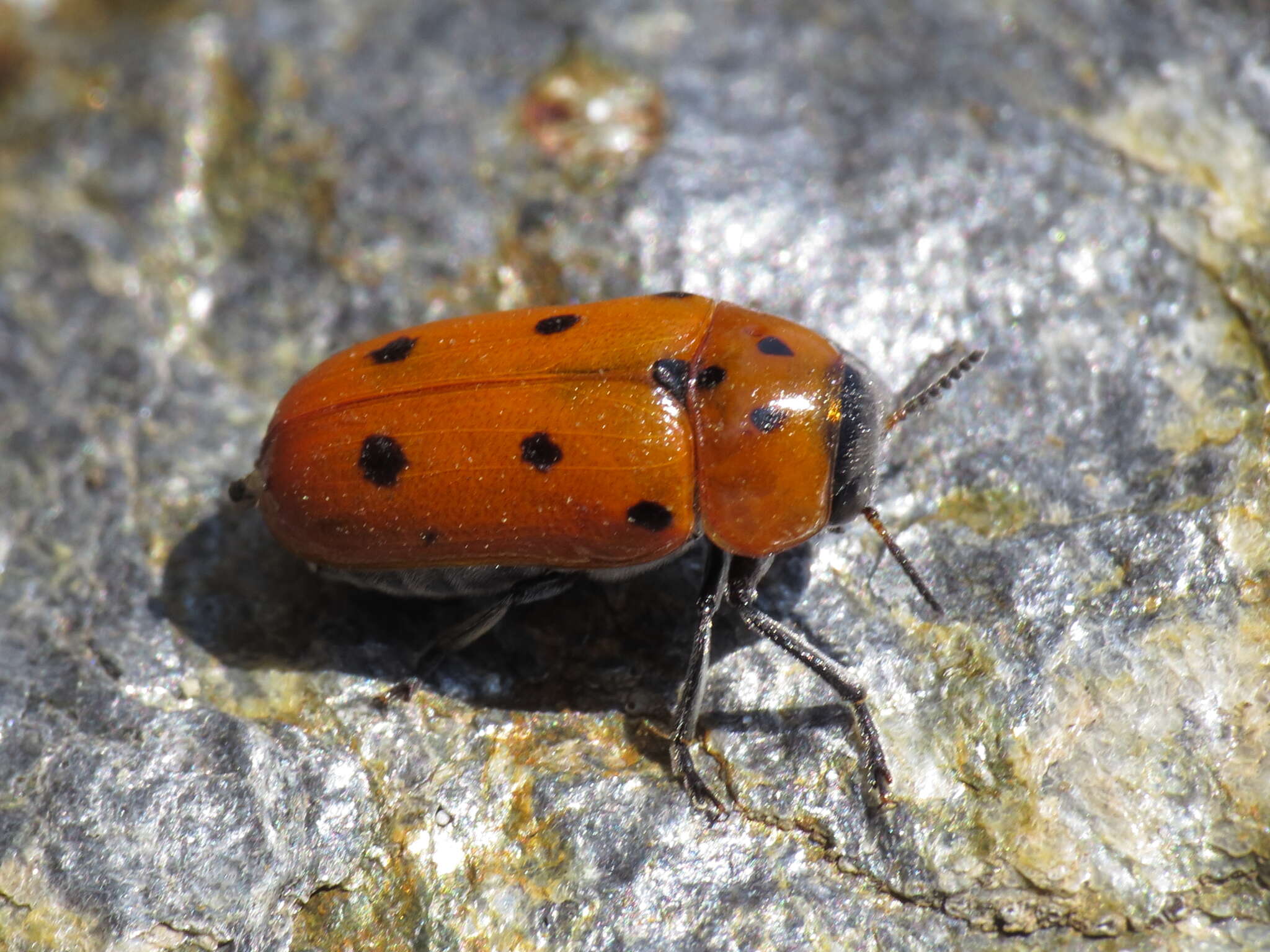 Image of <i>Tituboea biguttata</i>