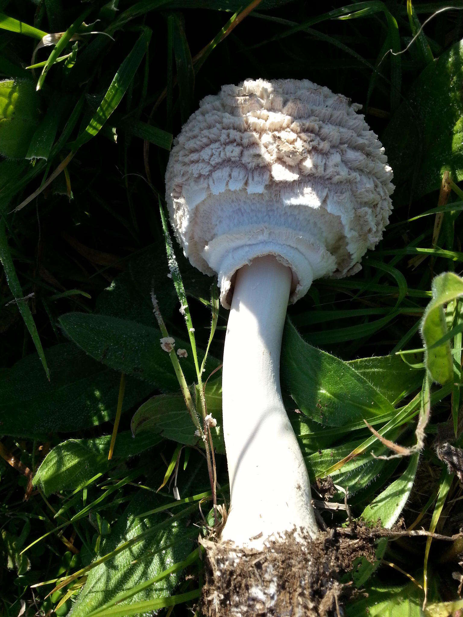 Слика од Macrolepiota zeyheri Heinem. 1962