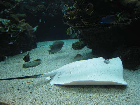 Image of Pink Whipray