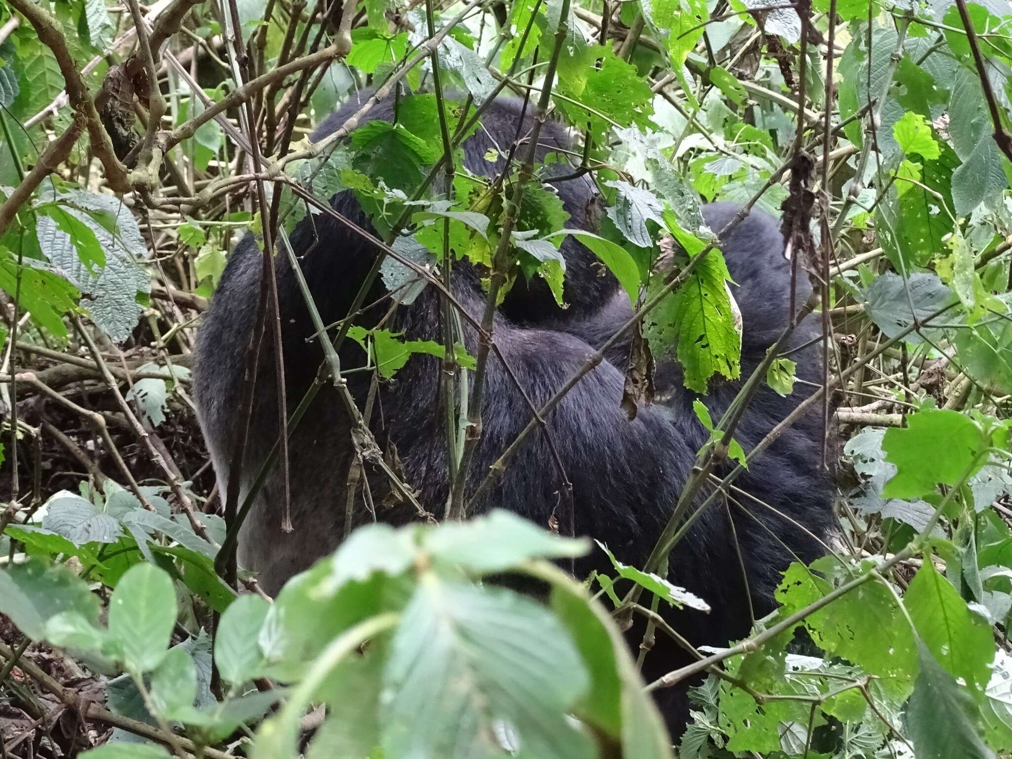 Sivun Gorilla beringei beringei Matschie 1903 kuva