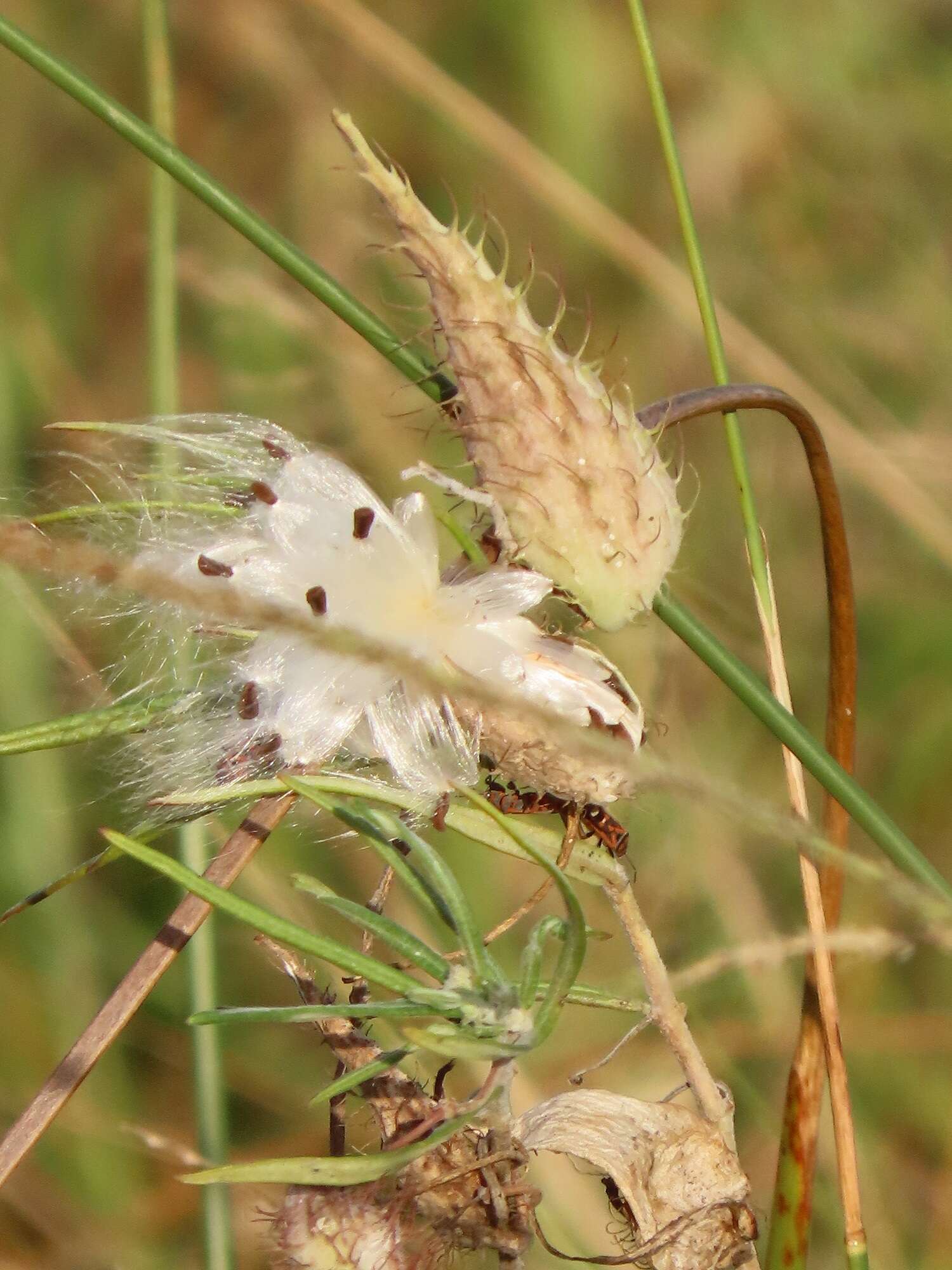 Слика од Gomphocarpus tomentosus Burch.