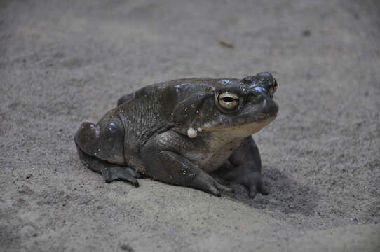 Image of Colorado River Toad Sonoran Desert Toad