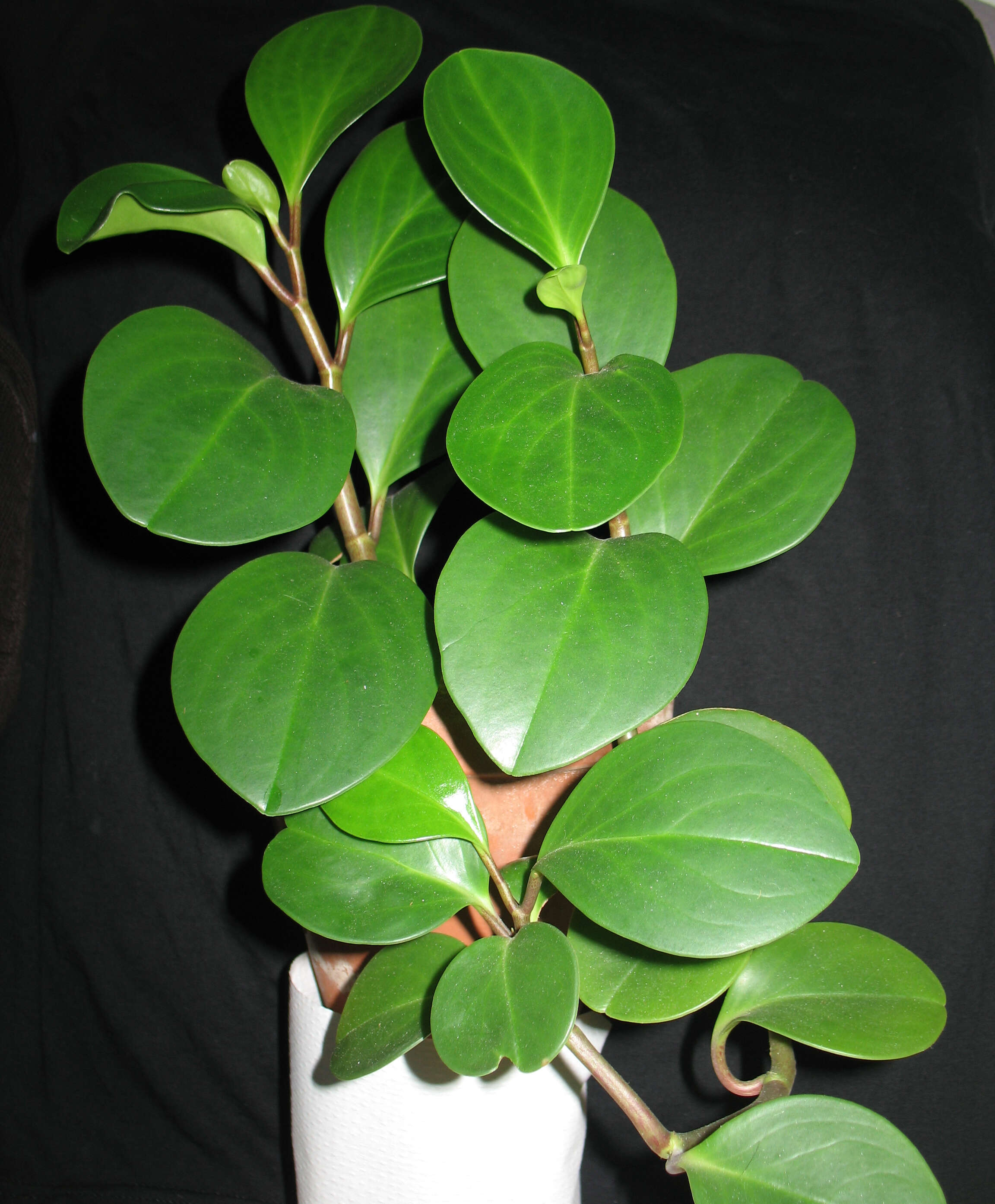 Peperomia obtusifolia (L.) A. Dietr. resmi