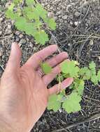 Image of whitestem gooseberry