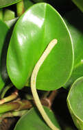 Peperomia obtusifolia (L.) A. Dietr. resmi