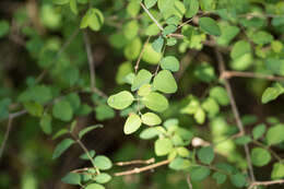 Image of Symphoricarpos albus var. albus