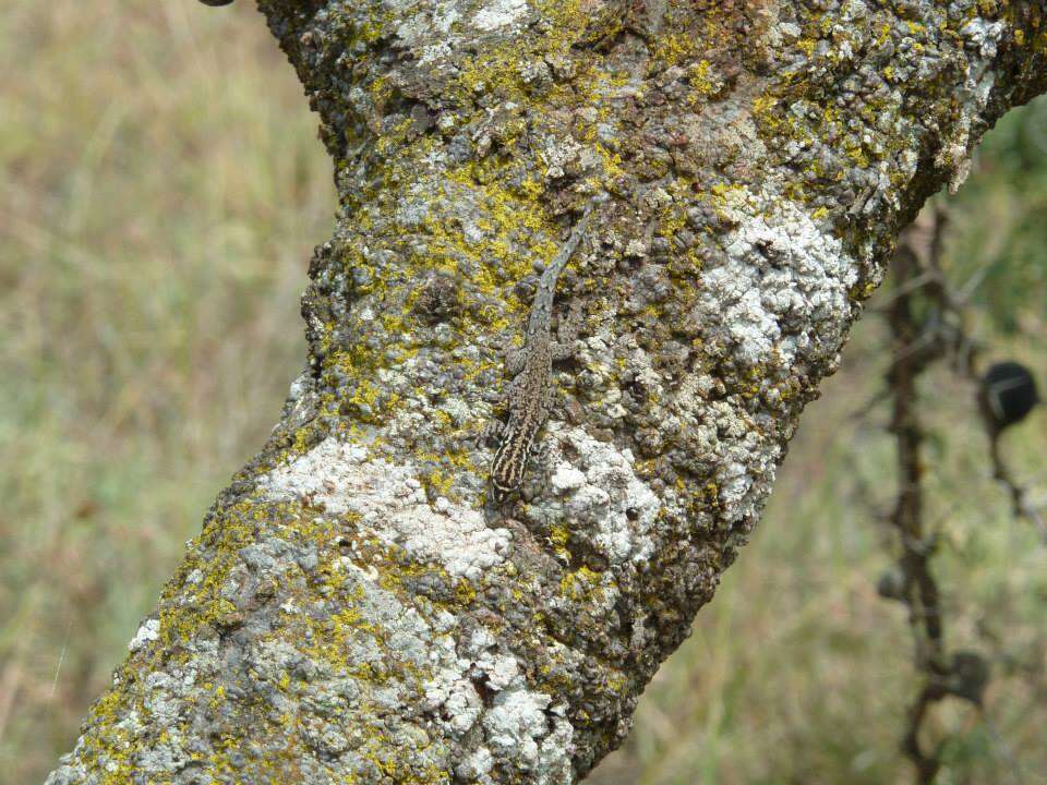 Слика од Lygodactylus keniensis Parker 1936