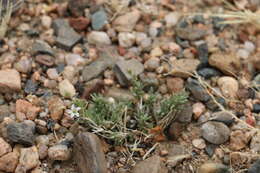 Imagem de Heterochroa desertorum Bunge