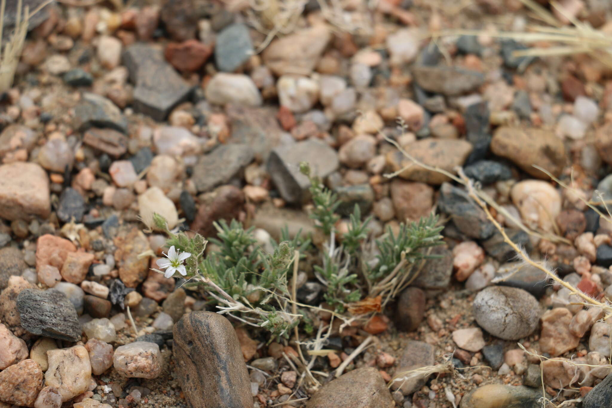 Plancia ëd Heterochroa desertorum Bunge