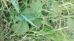 Image of shrubby false mallow