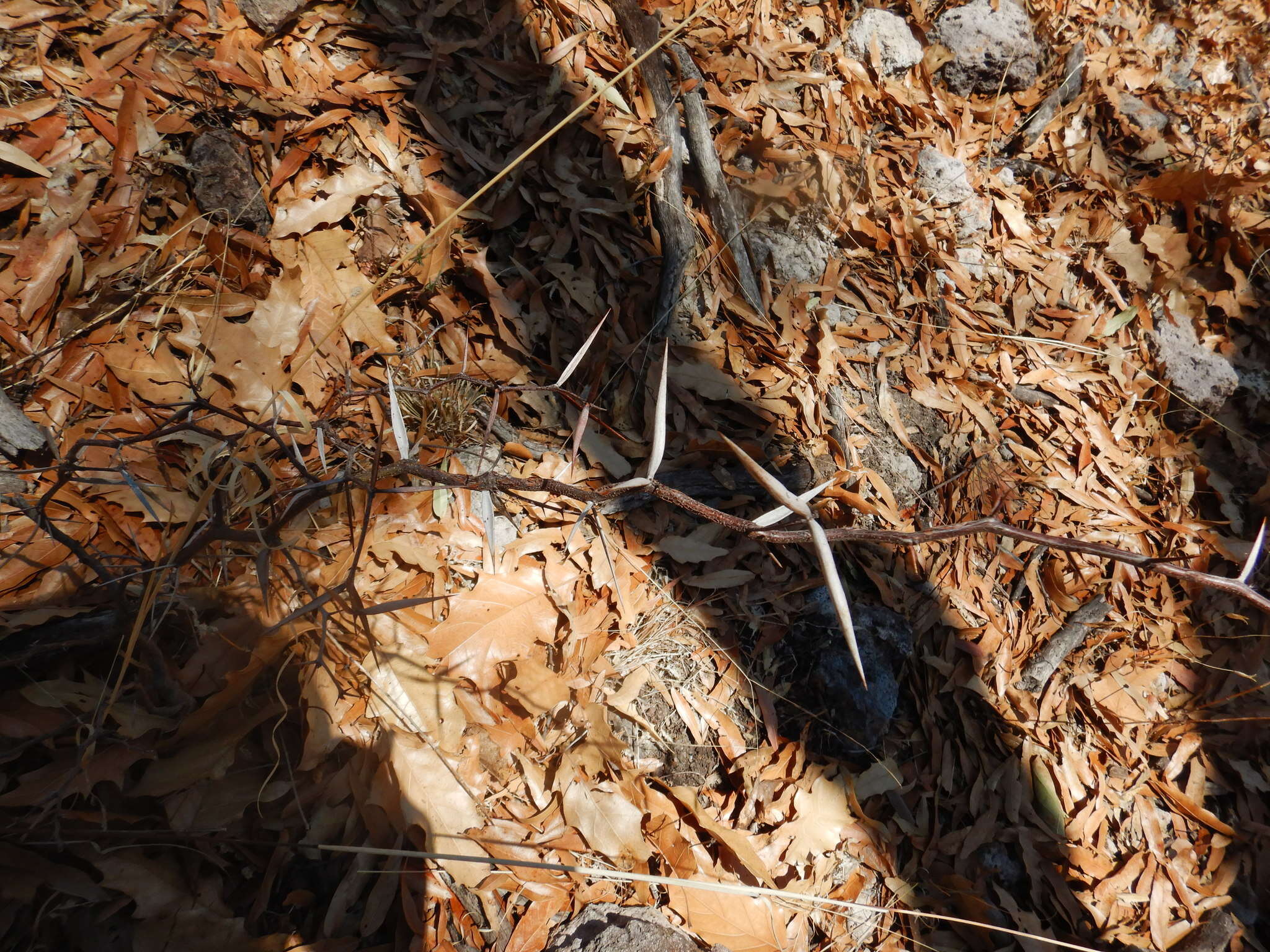 Image of Vachellia campeachiana (Mill.) Seigler & Ebinger