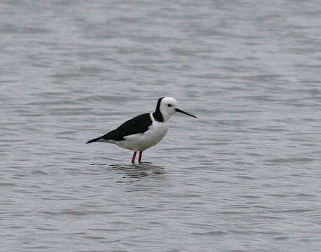 Image of Pied Stilt