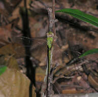 Image of Gynacantha bayadera Selys 1891