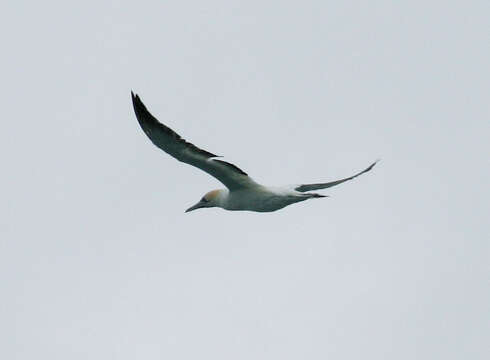 Image of Australasian Gannet