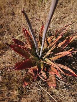 Image of Aloe greatheadii Schönland