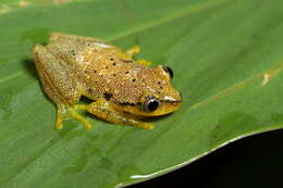 Image of Betsileo Reed Frog